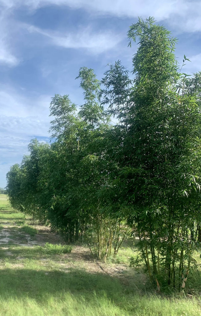 Featured image for “Alternative Crops Session Featured at Citrus & Specialty Crop Expo”