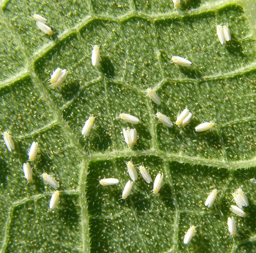 Featured image for “Take a Deep Dive Into Whitefly Management at the Citrus & Specialty Crop Expo”