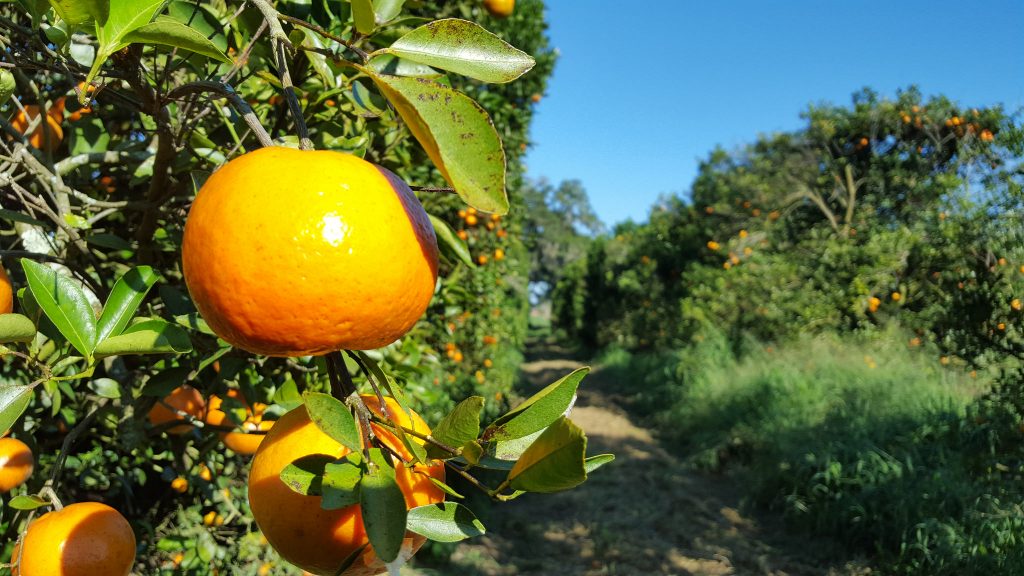 Featured image for “Take a Closer Look at New Citrus Varieties”
